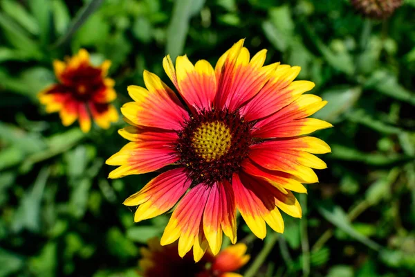 Levande Gul Och Röd Gaillardia Blomma Allmänt Känd Som Filt — Stockfoto