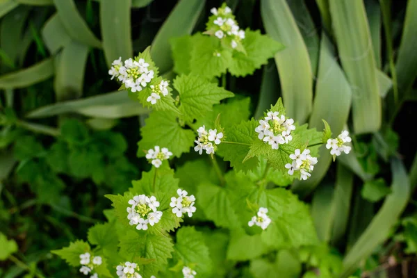 Λεπτά Μικρά Λευκά Άνθη Του Φυτού Lunaria Rediviva Κοινώς Γνωστά — Φωτογραφία Αρχείου