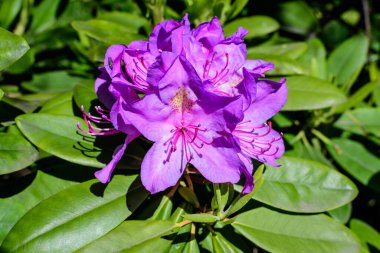 Açelya ve Rhododendron bitkilerinden oluşan pek çok canlı mor çalı güneşli bir baharda İskoç bahçesinde, güzel bir açık hava çiçekli arka plan seçici bir odak ile fotoğraflanmış.