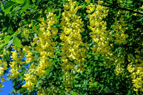 Arbre Avec Nombreuses Fleurs Jaunes Bourgeons Laburnum Anagyroides Laburnum Commun — Photo