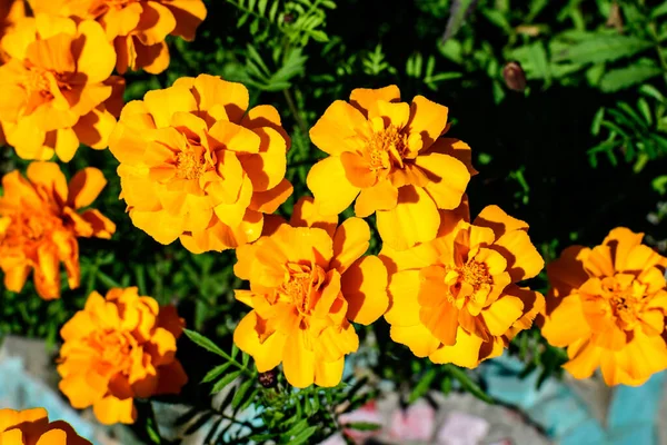 Large Group Orange Tagetes African Marigold Flowers Garden Sunny Summer — Stock Photo, Image