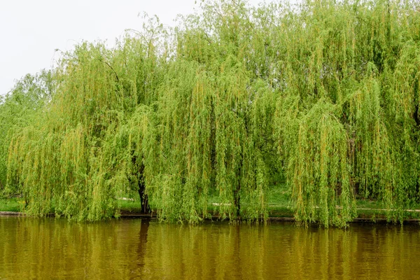 Krajobraz Wodą Zielonymi Płaczącymi Wierzbami Brzegu Jeziora Tytan Parku Alexandru — Zdjęcie stockowe