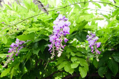 Açık pembe Wisteria çiçeklerini ve büyük yeşil yaprakları kapalı güneşli bir bahar gününde güneşli bir bahçede bulutlu gökyüzüne doğru, güzel bir açık hava çiçekli arka plan