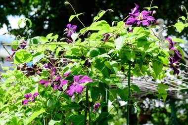 Birçok narin mor klematis çiçeği, gezgin neşe, deri çiçek ya da vazo asması olarak da bilinir, güneşli bir bahar bahçesinde, güzel bir açık hava çiçekli arka planda yumuşak bir odak ile fotoğraflanmıştır.