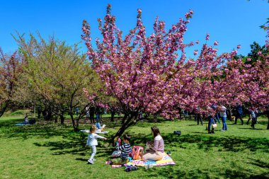 Bükreş, Romanya, 25 Nisan 2021 Güneşli bir bahar gününde Japon Bahçesi 'nde Kral I. Michael Park' tan (eski Herastrau) birçok pembe çiçekli büyük kiraz ağaçları, sakura