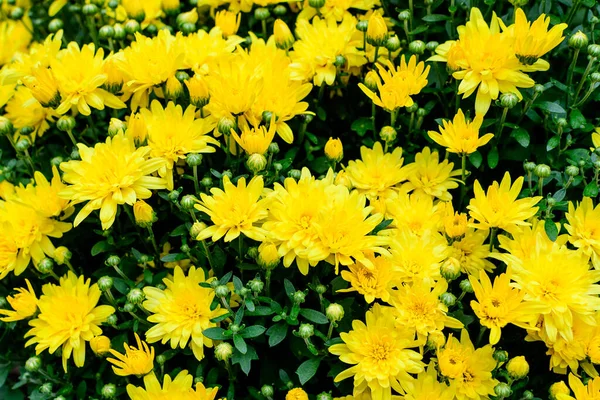 Közelkép Sok Élénk Sárga Krizantém Morifólium Virágok Kertben Egy Napsütéses — Stock Fotó