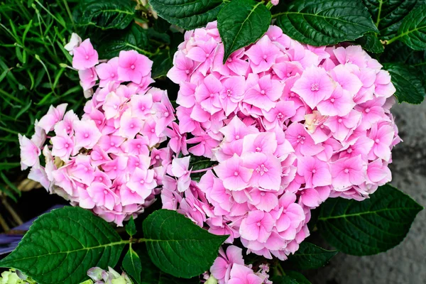 Magenta Roze Hortensia Macrophylla Hortensia Struik Volle Bloei Een Bloempot — Stockfoto