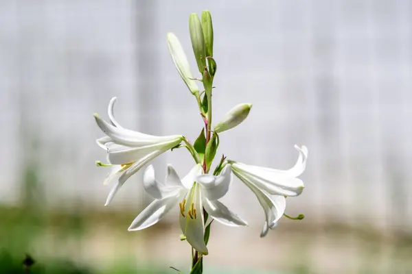 Muchas Grandes Flores Blancas Delicadas Lilium Planta Lirio Jardín Estilo —  Fotos de Stock