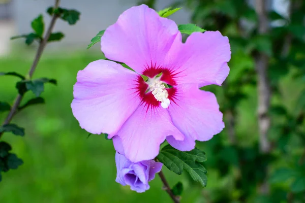 봄날아름다운 꽃무늬가 정원에 정원에는 산딸나무 잎으로 알려져 코너스 나무의 분홍빛 — 스톡 사진