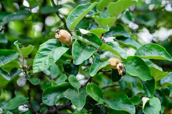 Pequenos Marmelos Amarelos Orgânicos Maduros Jovens Folhas Verdes Brunches Árvores — Fotografia de Stock