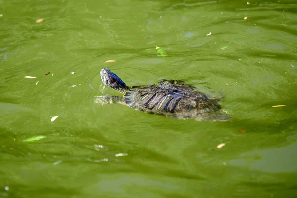 Skildpadde Svømmer Beskidt Grønt Vand Solrig Sommerdag - Stock-foto