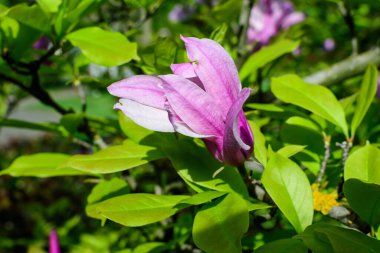 Güneşli bir bahar gününde, bahçedeki bir dalda tam çiçek açmış, narin bir manolya çiçeği, güzel bir açık hava çiçekli arka plan, yumuşak bir odak ile fotoğraflanmış.