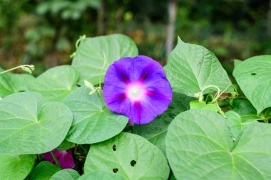 Güneşli bir yaz bahçesinde, bahçesinde, narin mavi ve mor bir sabah çiçeği, açık hava çiçekli arka planda, yumuşak bir odak ile fotoğraflanmış.