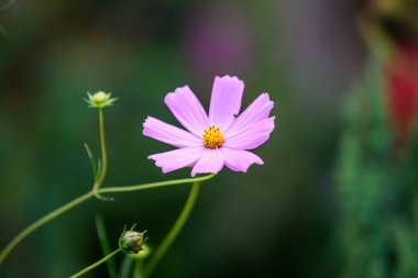 Güneşli bir yaz gününde, İngiliz kır evi tarzında bir bahçede, Cosmos 'un narin pembe çiçekleri, açık hava çiçekleri, yumuşak odak ile çekilmiş fotografları.