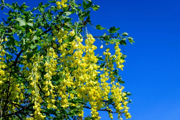 Arbre Avec Nombreuses Fleurs Jaunes Bourgeons Laburnum Anagyroides Laburnum Commun — Photo