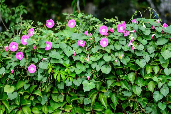 Nombreuses Fleurs Roses Vives Délicates Gloire Matin Plantent Dans Jardin — Photo