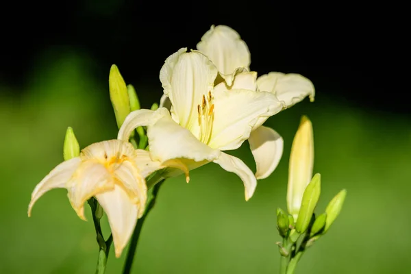 Slonovina Bílá Hemerocallis Arctic Snow Rostlina Známé Jako Denní Lilie — Stock fotografie