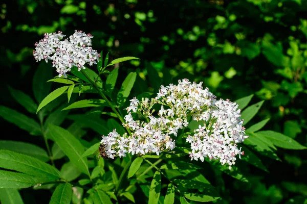 Sok Finom Kis Fehér Virágok Sambucus Ebulus Növény Ismert Nevén — Stock Fotó