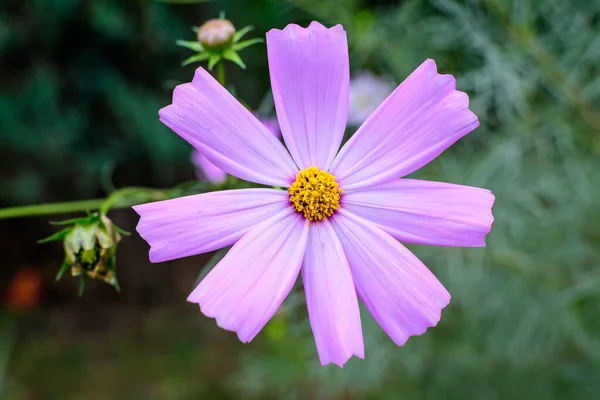 Een Delicate Levendige Roze Bloem Van Cosmos Plant Een Britse — Stockfoto