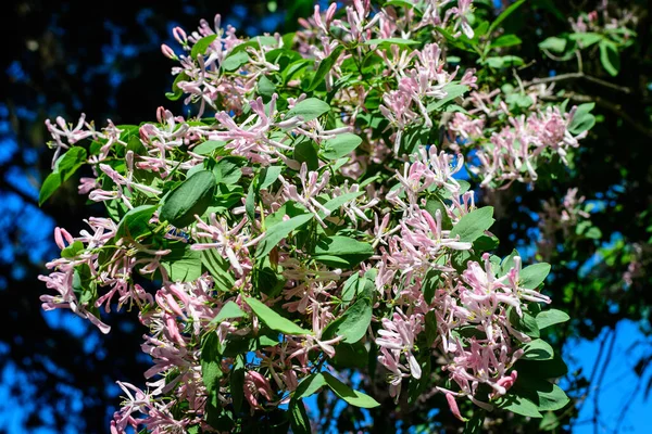 Pequenas Flores Rosa Loght Fresco Folhas Verdes Ramos Planta Madressilva — Fotografia de Stock