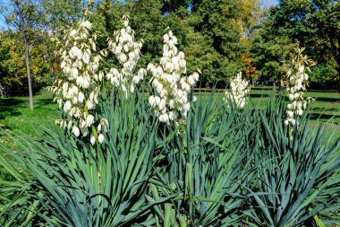 Yucca bitkisinin pek çok narin beyaz çiçeği, Adams iğnesi ve ipliği olarak bilinir, güneşli bir yaz gününde bir bahçede, güzel bir açık hava çiçekli arka planda.