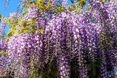 Açık mavi Wisteria çiçeklerini ve açık mavi gökyüzüne doğru büyük yeşil yaprakları yakın güneşli bir bahar gününde bir bahçede, güzel bir açık hava çiçekli arka planda seçici bir odak ile fotoğraflanmış