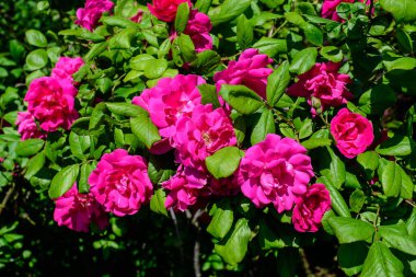 Güneşli bir yaz gününde bahçesinde bir sürü taze pembe gül ve yeşil yaprakları olan büyük yeşil çalı. Açık hava çiçekli güzel arka plan, yumuşak odak ile fotoğraflanmış.