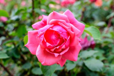 Güneşli bir yaz gününde, bahçedeki yeşil yapraklar ve çiçek arkaplanındaki narin pembe güllerden birini kapat. Yumuşak bir odak noktasıyla çekilmiş güzel bir çiçek arkaplanı.