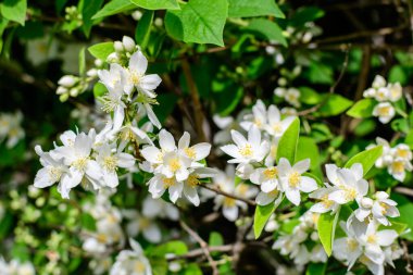 Güneşli bir yaz gününde, bir bahçede, tatlı portakal ya da İngiliz köpek ağacı olarak bilinen tatlı, narin, beyaz çiçekler ve the green leaf of β delphus coronarius süs bitkisi.