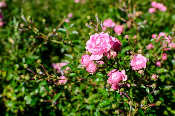 Duży Krzak Wieloma Delikatnymi Świeżymi Żywymi Różowymi Różowymi Różami Magenta — Zdjęcie stockowe