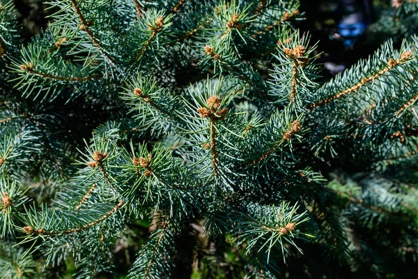 Abies Alba Kozalaklı Ağaç Birçok Yeşil Yaprakları Kapalı Avrupa Gümüş — Stok fotoğraf