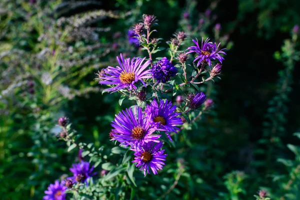 在一个阳光明媚的秋日里 在一个花园里 有许多被称为 欧洲米开朗琪花 的紫红色小花 美丽的户外花卉背景映衬着柔和的焦点 — 图库照片