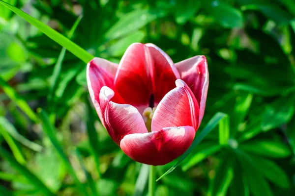 Primer Plano Delicado Tulipán Rojo Blanco Plena Floración Soleado Jardín — Foto de Stock