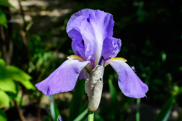 Blisko Dwa Niebieskie Kwiaty Tęczówki Zielonym Słonecznym Ogrodzie Wiosna Piękny — Zdjęcie stockowe
