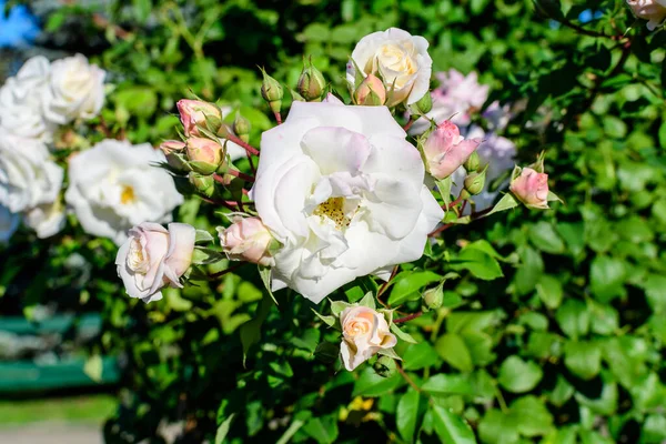 Gran Arbusto Con Muchas Rosas Blancas Delicadas Hojas Verdes Jardín —  Fotos de Stock