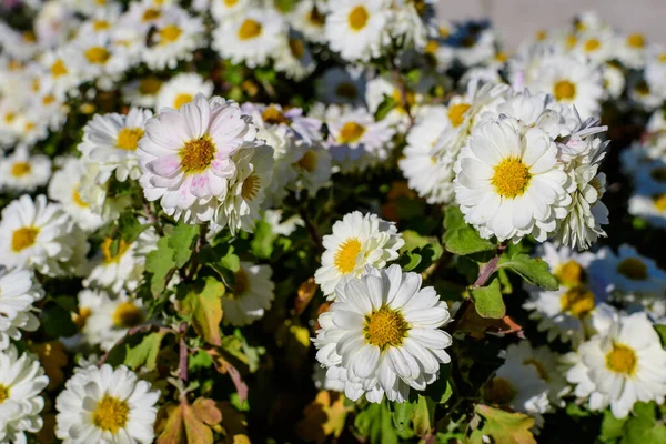 Vele Levendige Geel Wit Chrysant Morifolium Bloemen Een Tuin Een — Stockfoto