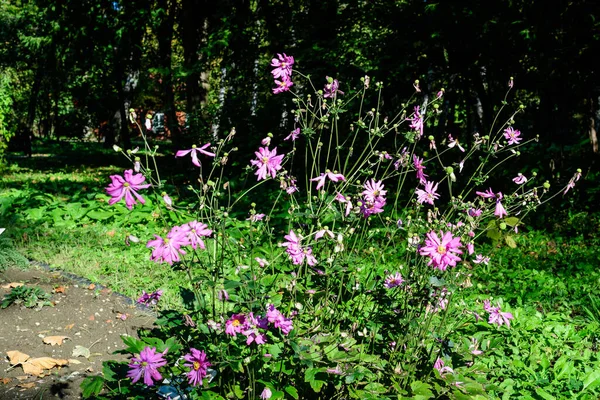 Många Fina Färska Rosa Blommor Anemone Hupehensis Som Prinz Heinrich — Stockfoto