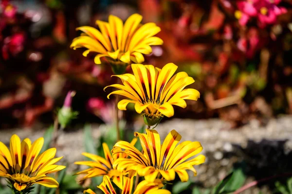 Vista Superior Muchas Flores Vívidas Gazania Amarilla Naranja Hojas Verdes — Foto de Stock