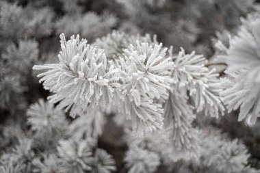 Çam dalları donla kaplı, ladin buzla kaplı.