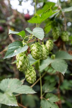 Yapraklı yeşil zıplama tomurcukları, bokeh, yaz zamanı