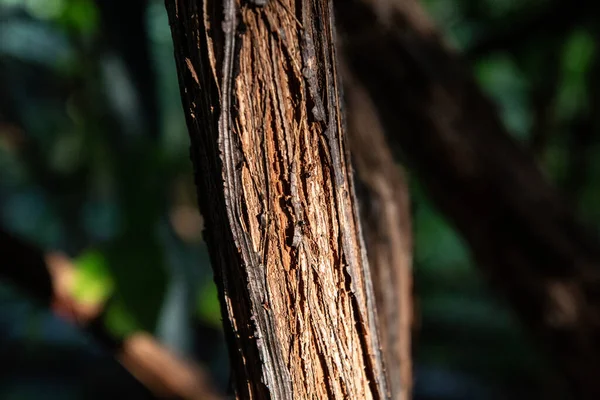 Tronco de árbol, hormigas de primer plano, bokeh, tronco de árbol, hormigas de primer plano, de lado —  Fotos de Stock