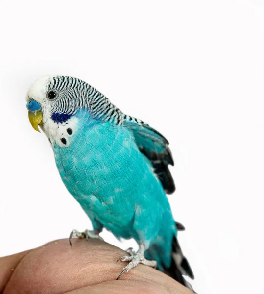 Синій і зелений папуга на руці, ізольовані — стокове фото