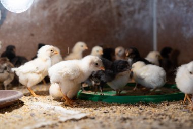 Endüstriyel üremede genç sarı civcivler