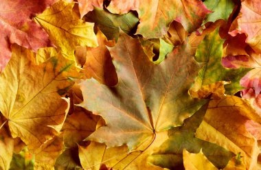 Arka plan parlak sonbahar yapraklarından yapılmıştır. Sonbahar arkaplanı.
