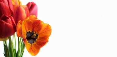 Beyaz arka planda kırmızı laleler. Bahar arkaplanı, afiş.