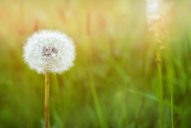 Gün batımında tarlada güzel pofuduk karahindiba. Çiçek yaz arkaplanı. Yakın plan. Özgürlük ve hafiflik kavramı.