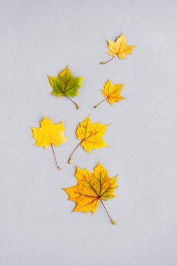 Gri arka planda parlak sarı akçaağaç yaprakları var. Sonbahar konsepti, mevsimlerin değişimi, doğa ve minimalizm. Tasarımlarda, takvimlerde, kartpostallarda veya tanıtım materyallerinde kullanmak için ideal