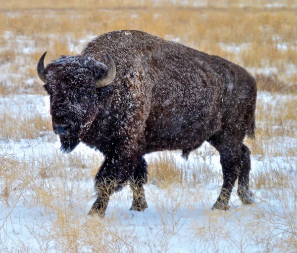 Bisonte americano — Foto de Stock