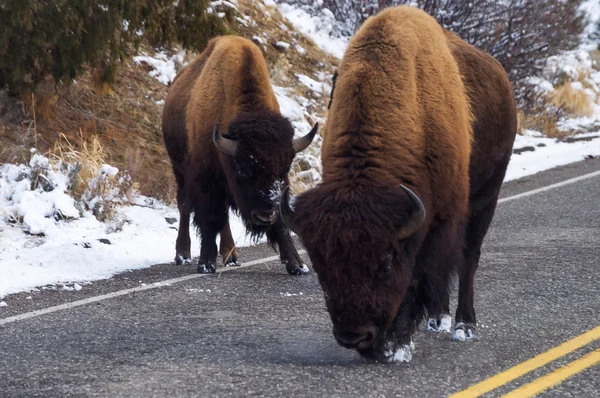 American Bison — Stock Photo, Image