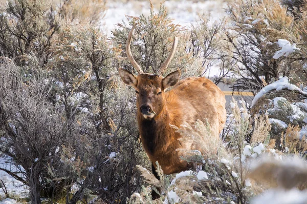 Ciervos en Yellowstone — Foto de Stock